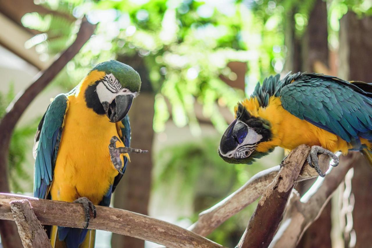 Hotel Vila Germanica ピラトゥバ エクステリア 写真