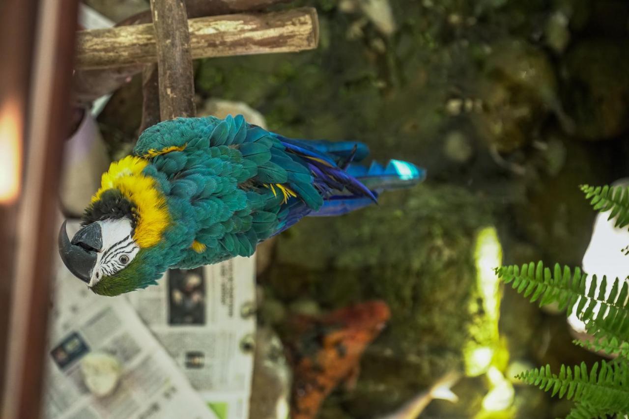 Hotel Vila Germanica ピラトゥバ エクステリア 写真